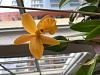 When has an orchid &quot;bloomed&quot; for naming purposes?-img_4644-jpg