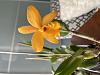 When has an orchid &quot;bloomed&quot; for naming purposes?-img_4655-jpg