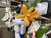 When has an orchid &quot;bloomed&quot; for naming purposes?-img_4679-jpg