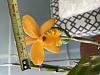 When has an orchid &quot;bloomed&quot; for naming purposes?-img_4719-jpg