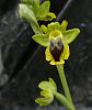 Mediterranean Terrestrials - Ophrys-ophyrs-lutea-jpg