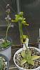 Mediterranean Terrestrials - Ophrys-ophrys-tenthredinifera-left-lutea-jpg