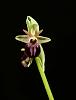 Mediterranean Terrestrials - Ophrys-ophrys-sphegodes-jpg