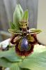 Mediterranean Terrestrials - Ophrys-ophrys-speculum-jpg