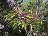 wild encyclia tampensis in my neighborhood!!!confirmed-img_4668-jpg