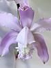 Cattleya kerrii-img_9583-jpg