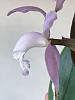 Cattleya kerrii-img_9570-jpg