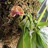 Phalaenopsis javanica first bloom-58d309f7-d90a-44be-b18f-47ddee4dc598-jpg