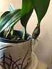 Bulbophyllum Elizabeth Ann Buckleberry-thumbnail-1-jpg