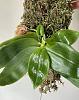 Phalaenopsis javanica first bloom-9b9133ef-242e-4f6f-a931-297bd02056b5-jpg