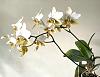 Phalaenopsis Stuartiana-0b3c4db7-d1c0-4fff-83e8-f4b6c80e887d-jpg