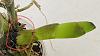 Newly purchased onoine Cattleya, diseased need refund or not?-diseased-dying-shoot-orchid-jpg