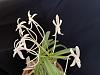 Dendrobium victoria reginae - only leafless canes?-neofinetia2-jpg