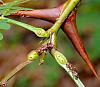 Extra floral nectaries on Catasetum?-extra-floral-nectaries-acacia-jpg