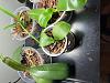 Root rot vs. dehydrated, and new orchids with crazy roots-1-jpg
