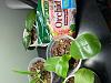 Root rot vs. dehydrated, and new orchids with crazy roots-2-jpg
