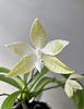 Phalaenopsis hieroglyphica alba-ab7a90a2-8b38-441d-9eb5-284d0ac00bd5-jpg