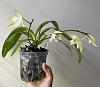Phalaenopsis hieroglyphica alba-2df87d25-4769-40dd-bbeb-cebff816a208-jpg