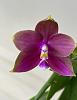 Phalaenopsis Mituo King Bellina-dfa8d7d2-a74c-4157-b15a-9fda0ea235db-jpg