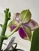 Phalaenopsis Mituo King Bellina-3ac14d2e-c442-4543-a4db-553165a9463c-jpg