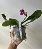 Phalaenopsis Mituo King Bellina-27b1b51b-0c5c-4279-91a9-afb2bf466d85-jpg