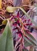Bulbophyllum saltatorium-bulb-saltatorium_2-jpg