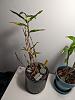 Did I overpot this dendrobium tobanese?-pxl_20230828_124847284-mp-jpg