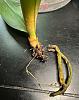 Root rot vs. dehydrated, and new orchids with crazy roots-jpg