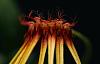 Bulbophyllum Hirundinis-img_6391-jpg