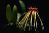 Bulbophyllum Hirundinis-img_6388-jpg