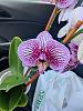 First Orchid: Some Grocery Store Phal hybrid-img20230924140701-jpg
