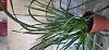 Phalaenopsis and cymbidium silvery leaves-20230926_120457-jpg