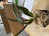 Online Phaius purchase, orchid in stress - HELP please-dying-leaves-2-5-jpg