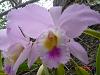 What species (or cross) might this cattleya in old photos be?-dsc01170_1-jpg