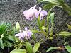 What species (or cross) might this cattleya in old photos be?-dsc01168-jpg