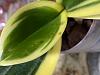 What are these sticky spots on phalaenopsis leaves-img_3845-jpg