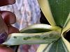 What are these sticky spots on phalaenopsis leaves-img_3846-jpg