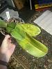 Does my phalaenopsis have thrips?-img_2839-jpg