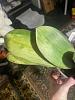 Does my phalaenopsis have thrips?-img_2840-jpg