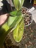 Does my phalaenopsis have thrips?-img_2841-jpg
