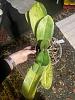 Does my phalaenopsis have thrips?-img_2842-jpg