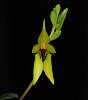 Bulb. amplebracteatum subsp. carunculatum-insta-bulbo-1-jpg