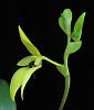Bulb. amplebracteatum subsp. carunculatum-insta-bulbo-2-jpg