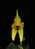 Bulb. amplebracteatum subsp. carunculatum-insta-bulbo-4-jpg