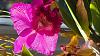 Cattleyas in Flower-20231127_084004-jpg
