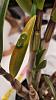 Hard Cane Dendrobium brown leaf spotting and yellowing-20231202_212624-jpg