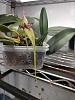 Bulbophyllum fascinator semi alba-img20231116175514-jpg