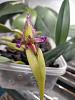 Bulbophyllum fascinator semi alba-img20231116175641-jpg