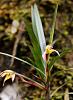 Orchid ID #1 Colombia-091a1309_filtered-jpg