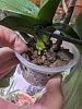 Dealing with rescued phalaenopsis-pxl_20240105_154022199-jpg